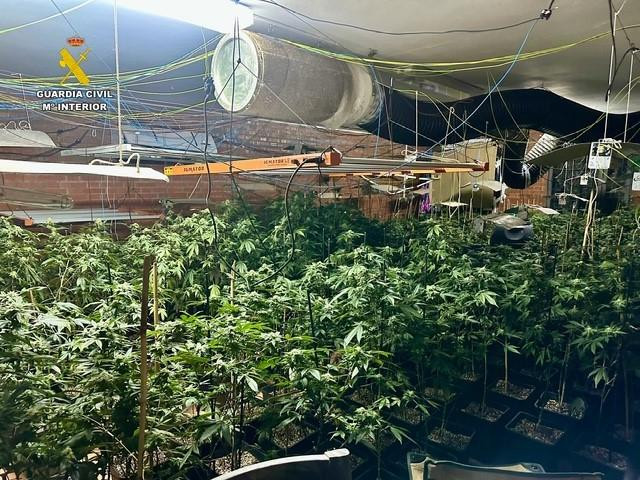 Guardia Civil, Marihuana, Plantaciu00f3n, Tru00e1fico de drogas,