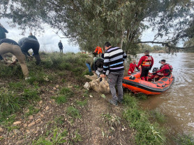 Consiguen salvar a cien ovejas aisladas por la crecida del Guadiana en Badajoz