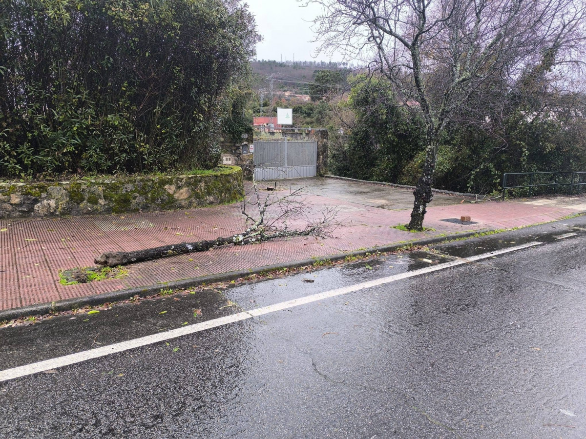 Arbol partido temporal jaraiz