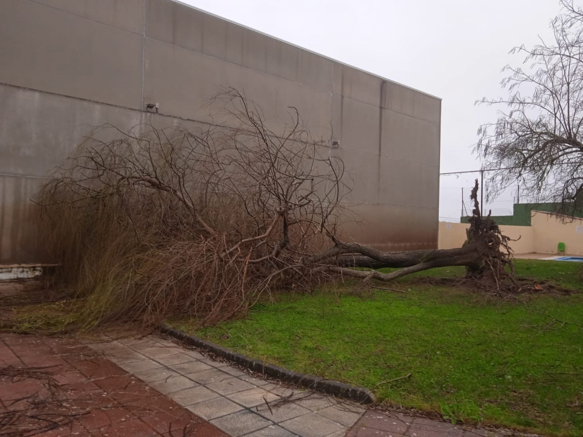 Dau00f1os arboles cedillo tras viento