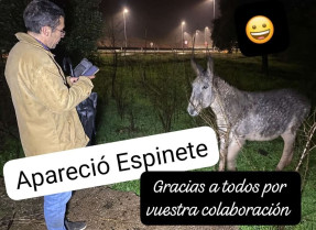 Final feliz en Cáceres: aparece el burrito Espinete Rogelio desaparecido desde el domingo