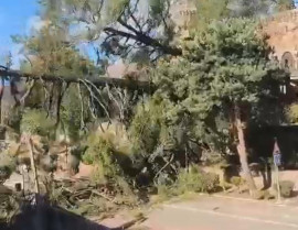 El viento arranca tres enormes pinos del Parador de Jarandilla que caen en la vía pública