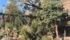 El viento arranca tres enormes pinos del Parador de Jarandilla que caen en la vía pública