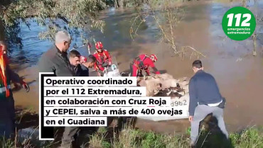 Intensas lluvias en Extremadura: rescatan más de 400 ovejas aisladas