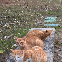 Una protectora denuncia la desaparición de una colonia de gatos tras la crecida del Guadiana