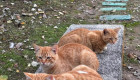 Una protectora denuncia la desaparición de una colonia de gatos tras la crecida del Guadiana