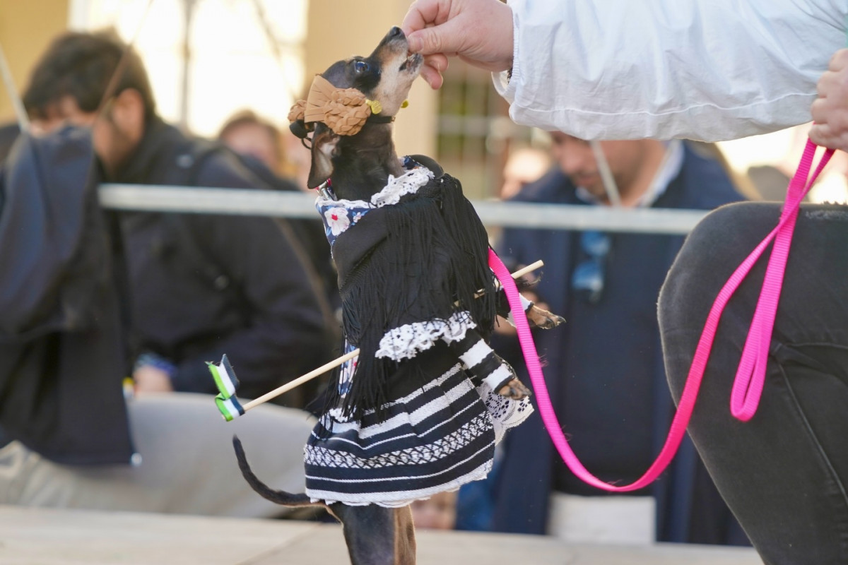 Carnaval de mascotas badajoz 1