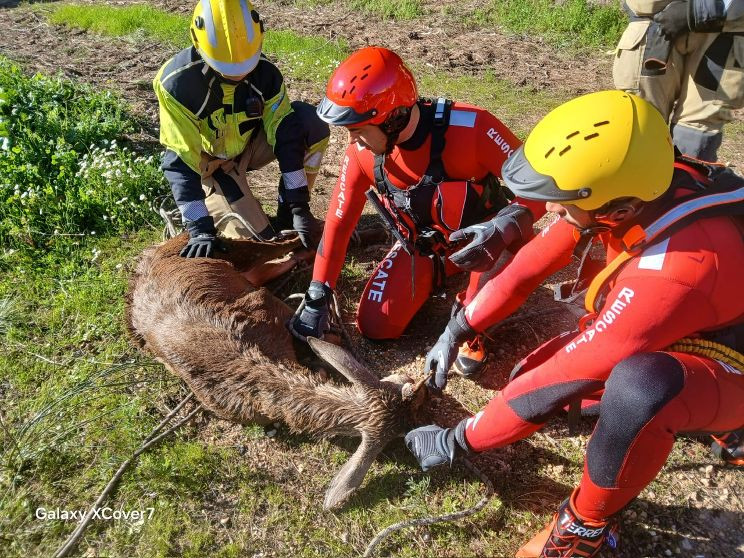 Rescate ciervo 2