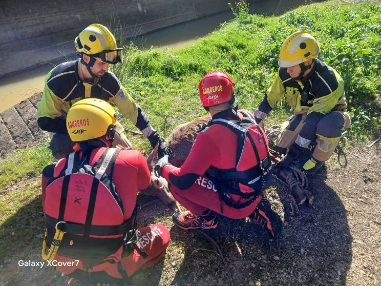 Rescate ciervo 1