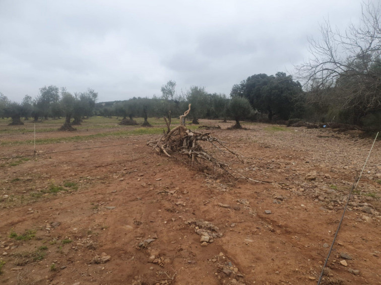 UPA-UCE pide ampliar las ayudas por las borrascas a todos los municipios afectados