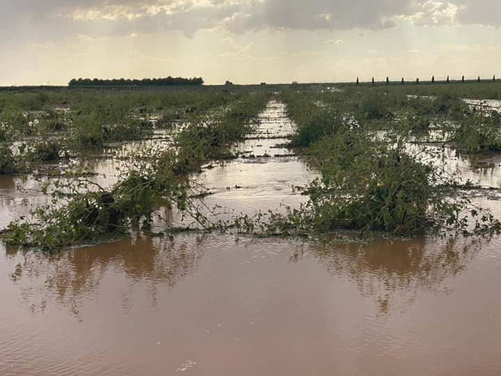 Temporal lluvias campo inundaciones borrasca pérdidas agricultura extremadura