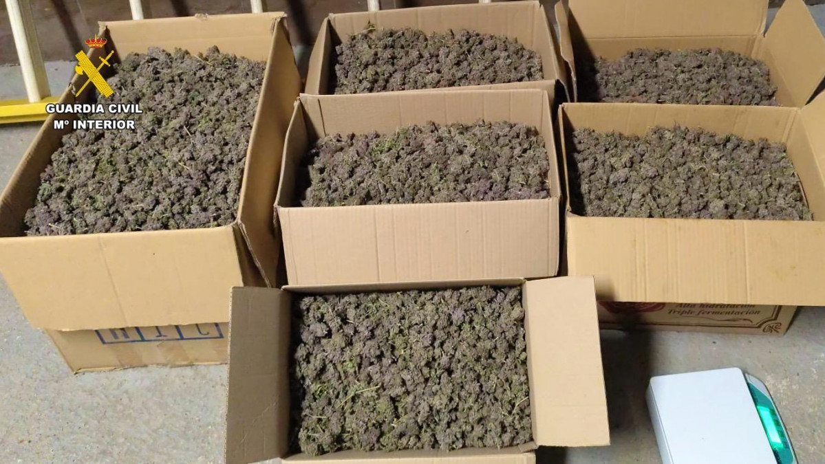 Desmantelación de dos plantaciones de marihuana