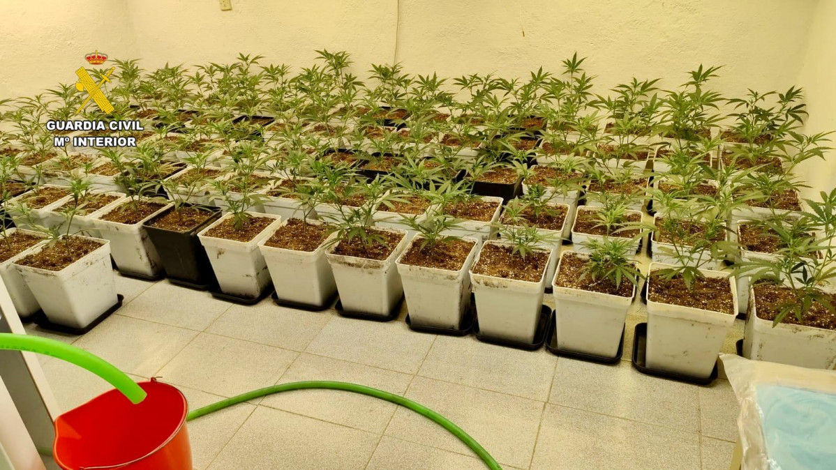 Desmantelación de dos plantaciones de marihuana 2
