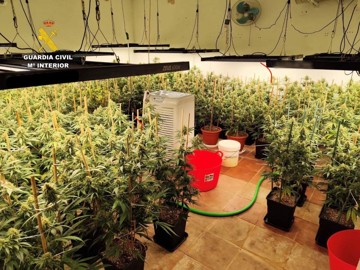 Desmantelación de dos plantaciones de marihuana 5