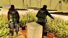 Incautadas 382 plantas y cerca de 18 kilos de marihuana en dos viviendas en la provincia de Cáceres