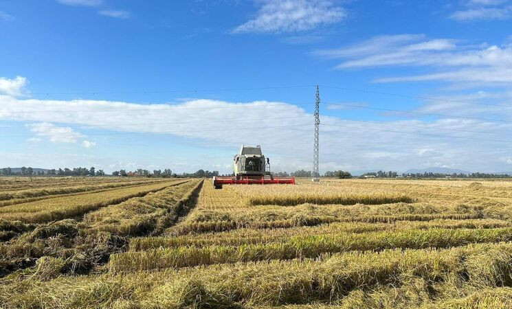 El sector arrocero extremeño alerta de su “crítica situación” con una concentración en Badajoz