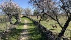 Garrovillas celebra la llegada del buen tiempo con la XXVI Fiesta del Almendro en Flor