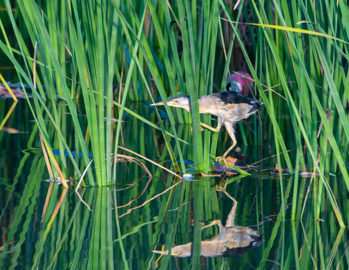 Ave fotografiada en moraleja