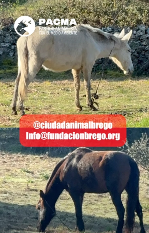 Caballos que se están buscando