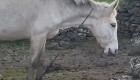 Piden colaboración para localizar a dos caballos con signos de maltrato