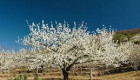 El Valle del Jerte prevé la floración de los cerezos a finales de marzo