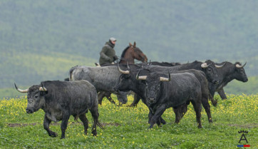 Todo listo en Moraleja: este sábado se conocerá cómo es el toro de la Comisión de Festejos