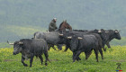 Todo listo en Moraleja: este sábado se conocerá cómo es el toro de la Comisión de Festejos