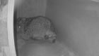 Nacen los primeros cachorros de lince ibérico del año en el centro de cría de Zarza de Granadilla