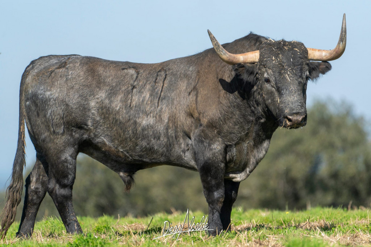 Petrolero, Toro, Moraleja,