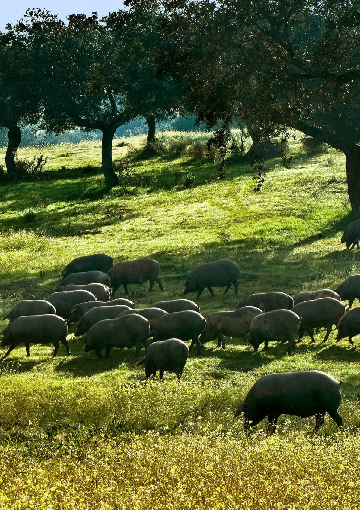 Cerdo iberico  DOP Dehesa Extremadura