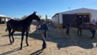 Doma, exhibiciones, competiciones y cultura en la Feria Ecuestre de Torrejoncillo