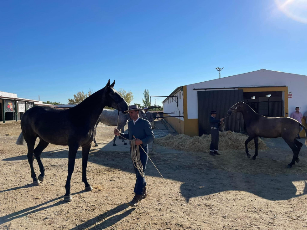 Doma, exhibiciones, competiciones y cultura en la Feria Ecuestre de Torrejoncillo