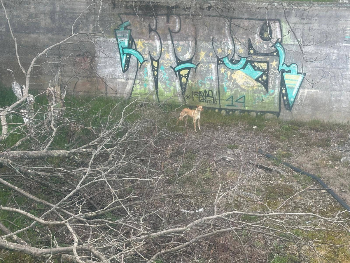 Rescate podenco caceres 4
