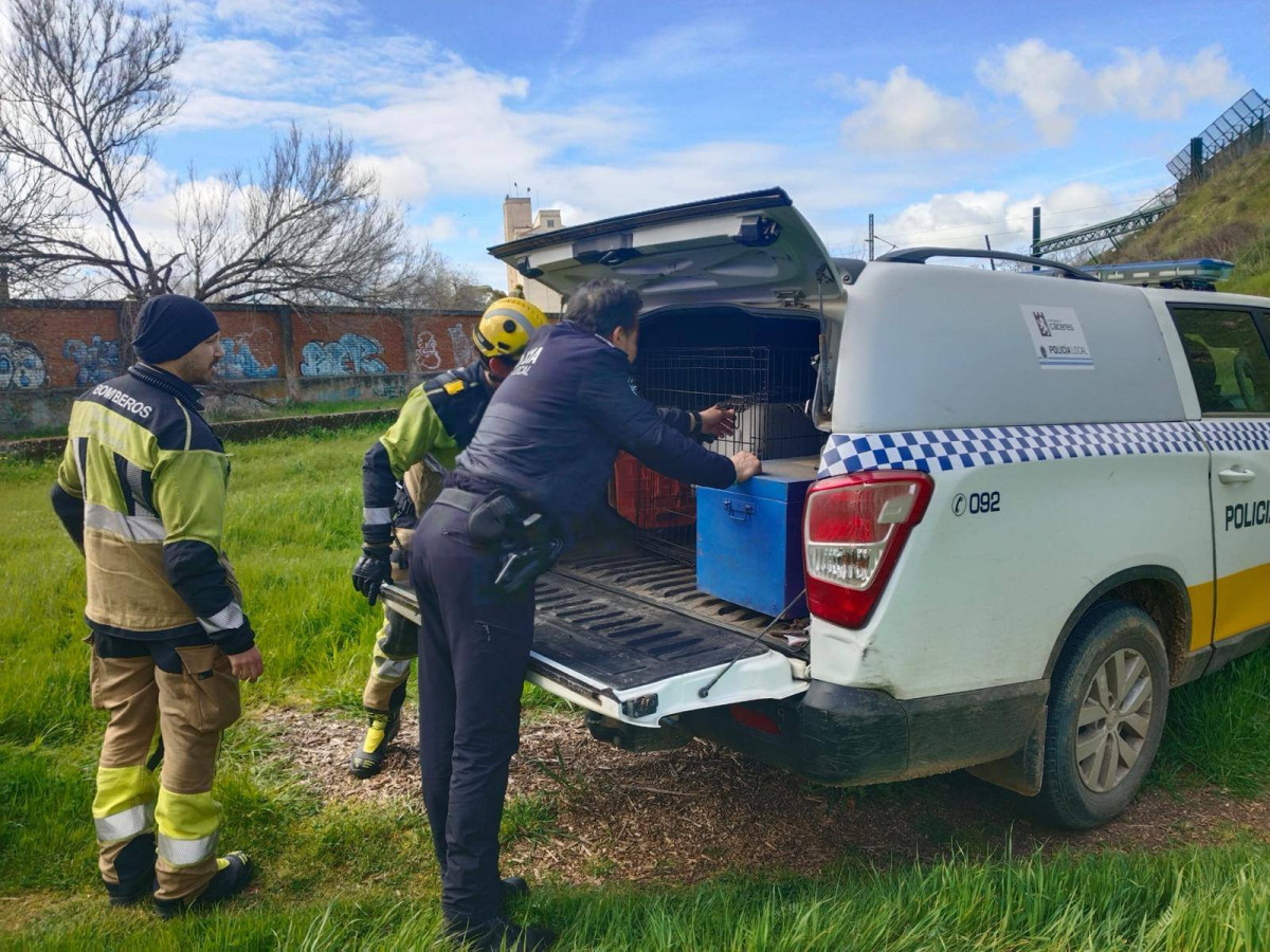 Rescate podenco caceres 2