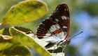 Sierra de Gata, un santuario para las mariposas