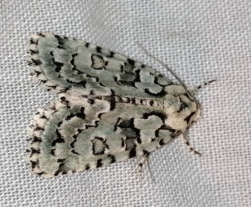 Nyctobrya muralis