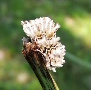 Cleonymia baetica