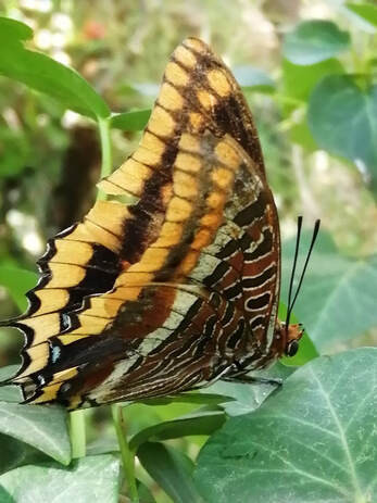 Charaxes jasius