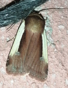 Ochropleura plecta