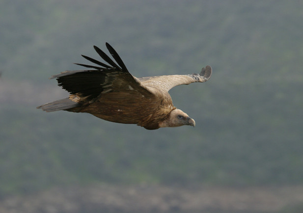 Buitre leonado