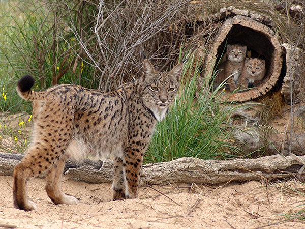 Lince y cachorros