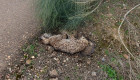 Aparece muerto un lince ibérico en una carretera de Extremadura