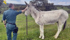 Investigado un hombre por no cuidar a su asno durante varios años