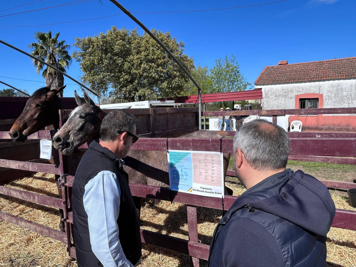 Du00eda del caballo, Moraleja, 2