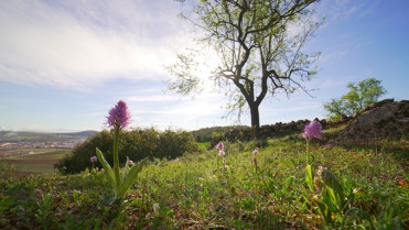 El pueblo de Extremadura donde florecen orquídeas entre viñas y dehesas