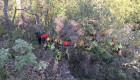 Rescatado un excursionista herido en la Garganta de Vadillo, en Losar de la Vera