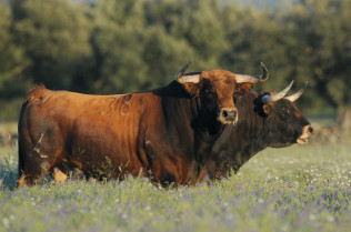 Entre encinas y tradición: el alma del toro bravo en la dehesa extremeña