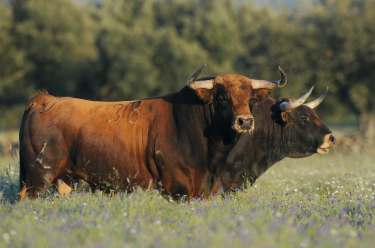 Entre encinas y tradición: el alma del toro bravo en la dehesa extremeña