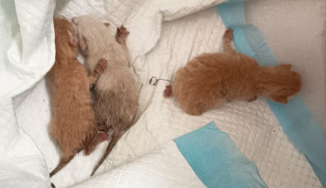 Denuncian el abandono de varias camadas de gatos recién nacidos en contenedores de basura