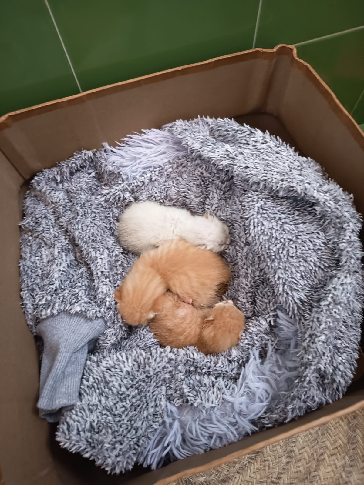 Abandono Talarrubias 2